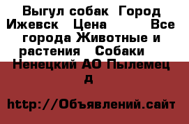 Выгул собак. Город Ижевск › Цена ­ 150 - Все города Животные и растения » Собаки   . Ненецкий АО,Пылемец д.